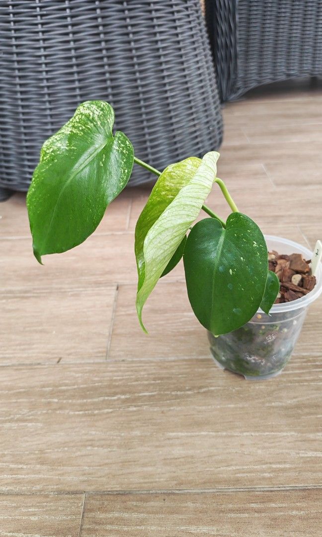 Monstera Devil (Category: Other Merchandise) located in Singapore. Submitted by leafhappily (Listing ID 1466781365, Image 2). Description: The Devilish signature look is coming. 🚚 FREE DELIVERY (min. spend): • $50+ — Sembawang / Yishun • $120+ — Woodlands / Punggol / Sengkang / Bishan / Ang Mo Kio • $200+ — Islandwide 📍 PICKUP OPTIONS 🏠 S769317 | 🛍️ Sembawang SC | 🚆 Canberra MRT 📮 Courier $20/trip 🛒 More Plants on Carousell: https://carous