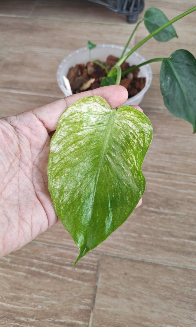 Monstera Devil (Category: Other Merchandise) located in Singapore. Submitted by leafhappily (Listing ID 1466782441, Image 3). Description: 🚚 FREE DELIVERY (min. spend): • $50+ — Sembawang / Yishun • $120+ — Woodlands / Punggol / Sengkang / Bishan / Ang Mo Kio • $200+ — Islandwide 📍 PICKUP OPTIONS 🏠 S769317 | 🛍️ Sembawang SC | 🚆 Canberra MRT 📮 Courier $20/trip 🛒 More Plants on Carousell: https://carousell.app.link/9tLqk29Fn1b.