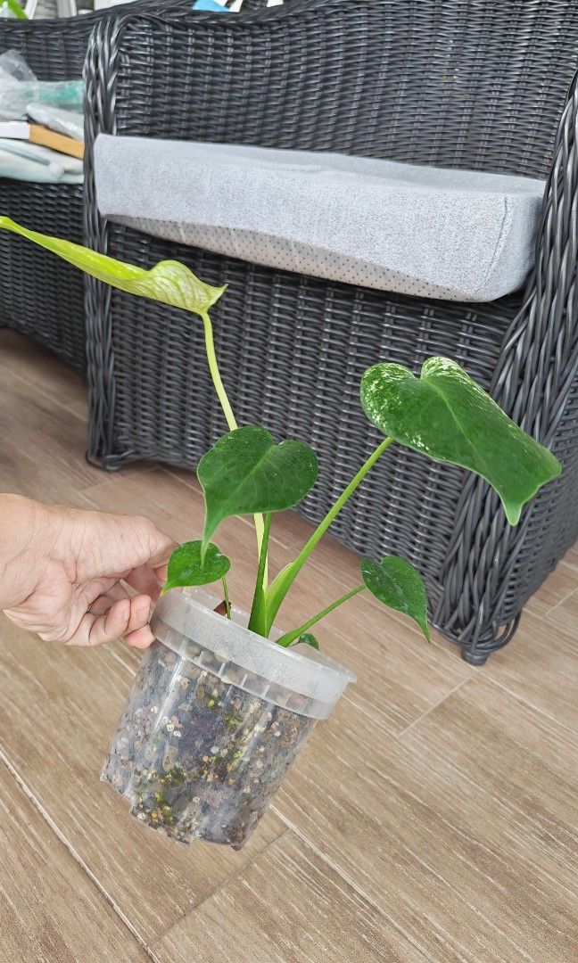 Monstera Devil (Category: Other Merchandise) located in Singapore. Submitted by leafhappily (Listing ID 1466782441, Image 4). Description: 🚚 FREE DELIVERY (min. spend): • $50+ — Sembawang / Yishun • $120+ — Woodlands / Punggol / Sengkang / Bishan / Ang Mo Kio • $200+ — Islandwide 📍 PICKUP OPTIONS 🏠 S769317 | 🛍️ Sembawang SC | 🚆 Canberra MRT 📮 Courier $20/trip 🛒 More Plants on Carousell: https://carousell.app.link/9tLqk29Fn1b.