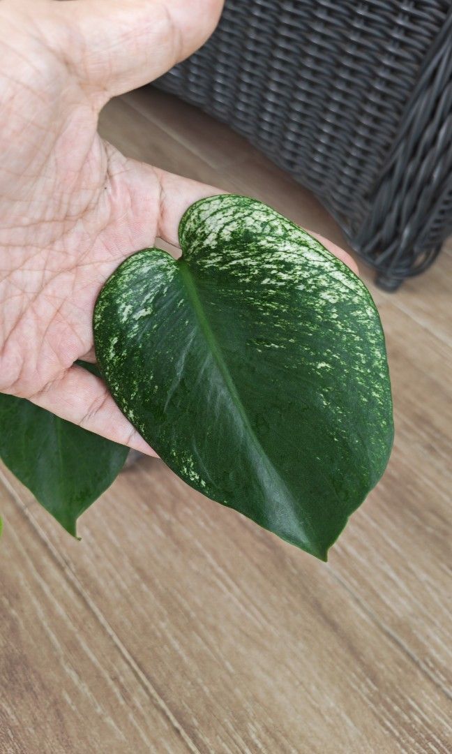 Monstera Devil (Category: Other Merchandise) located in Singapore. Submitted by leafhappily (Listing ID 1466782441, Image 2). Description: 🚚 FREE DELIVERY (min. spend): • $50+ — Sembawang / Yishun • $120+ — Woodlands / Punggol / Sengkang / Bishan / Ang Mo Kio • $200+ — Islandwide 📍 PICKUP OPTIONS 🏠 S769317 | 🛍️ Sembawang SC | 🚆 Canberra MRT 📮 Courier $20/trip 🛒 More Plants on Carousell: https://carousell.app.link/9tLqk29Fn1b.