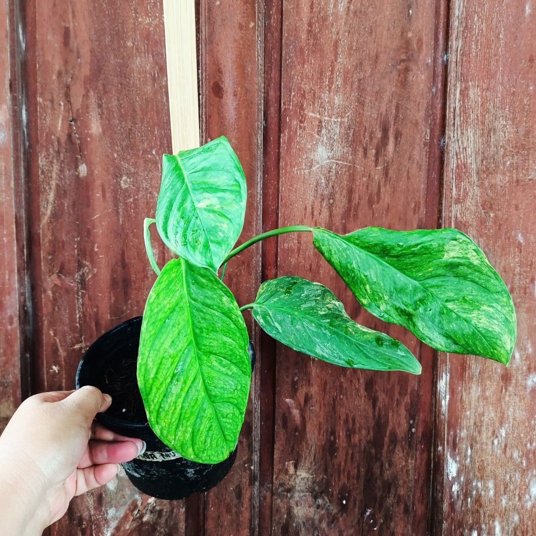 Monstera Obliqua Muyuna Var. (Category: Plants & Seeds) located in Makati City. Submitted by crstnemrise (Listing ID 1466933850, Image 1). Description: .