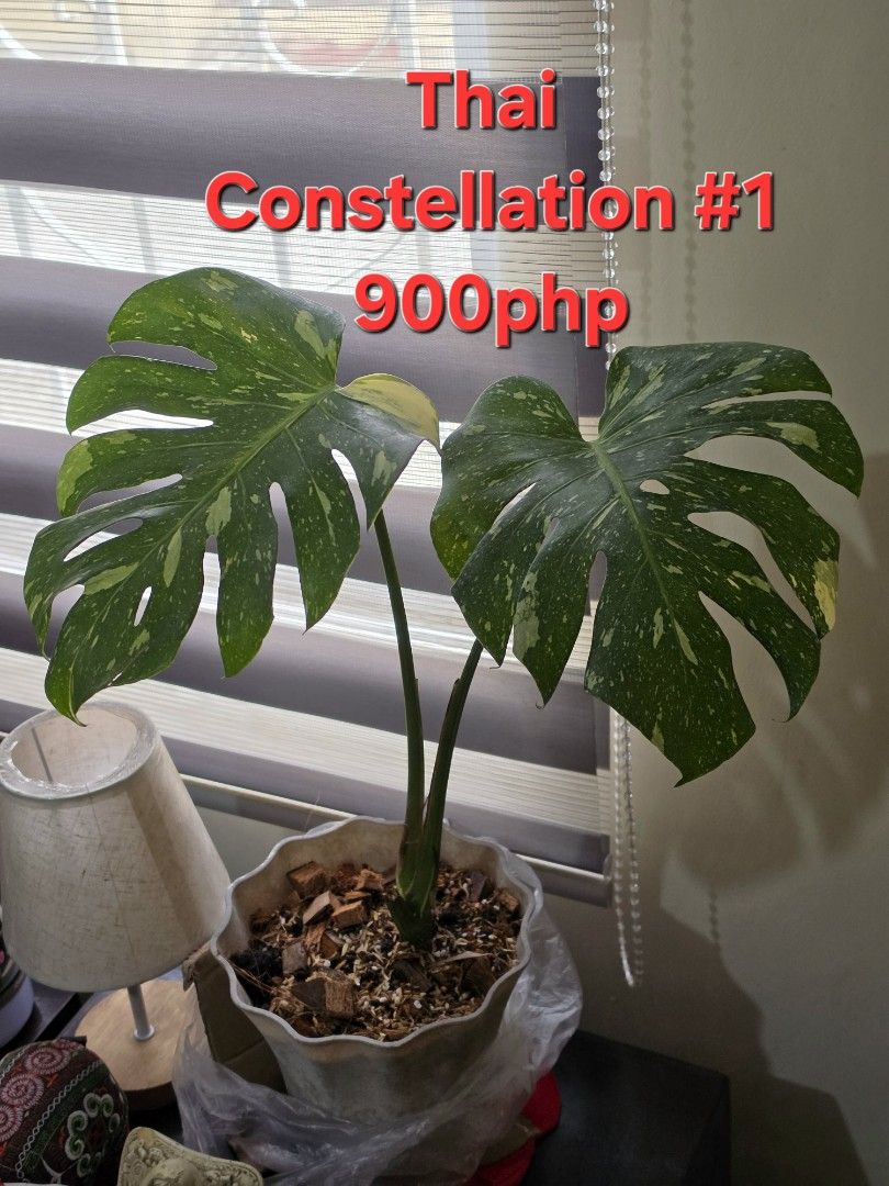 Monstera Thai Constellations (Category: Plants & Seeds) located in Las Pinas. Submitted by wahzap (Listing ID 1466875317, Image 1). Description: Monstera Thai Constellations 🌿🌿🌿 2 leaves 900php 🪴 #1 sold! #2 available 4 leaves 1,200php 🪴 #3 available #4 available Pickup in Las Pinas Grab / Lalamove Delivery 🛵.