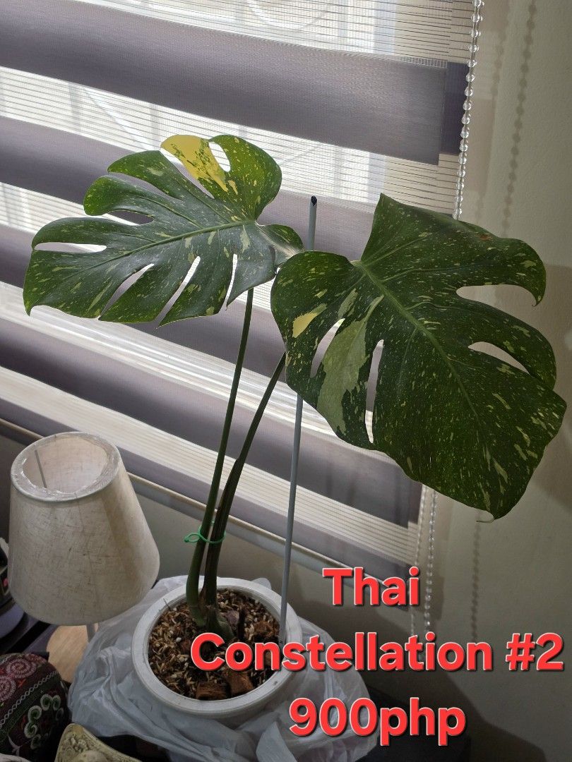 Monstera Thai Constellations (Category: Plants & Seeds) located in Las Pinas. Submitted by wahzap (Listing ID 1466875317, Image 2). Description: Monstera Thai Constellations 🌿🌿🌿 2 leaves 900php 🪴 #1 sold! #2 available 4 leaves 1,200php 🪴 #3 available #4 available Pickup in Las Pinas Grab / Lalamove Delivery 🛵.