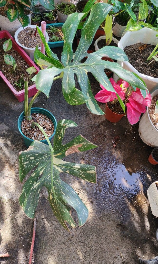 Monstera thaicons (Category: Plants & Seeds) located in Quezon City. Submitted by plantcorner (Listing ID 1466874637, Image 1). Description: Own propa Top cut May issue ang dahon pero giant size po yan Stable napo.