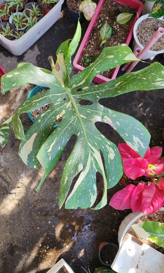 Monstera thaicons (Category: Plants & Seeds) located in Quezon City. Submitted by plantcorner (Listing ID 1466874637, Image 2). Description: Own propa Top cut May issue ang dahon pero giant size po yan Stable napo.