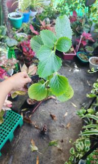 (Category: ) located in . Submitted by plantcorner (Listing ID 1466875646, Image 1). Description: .