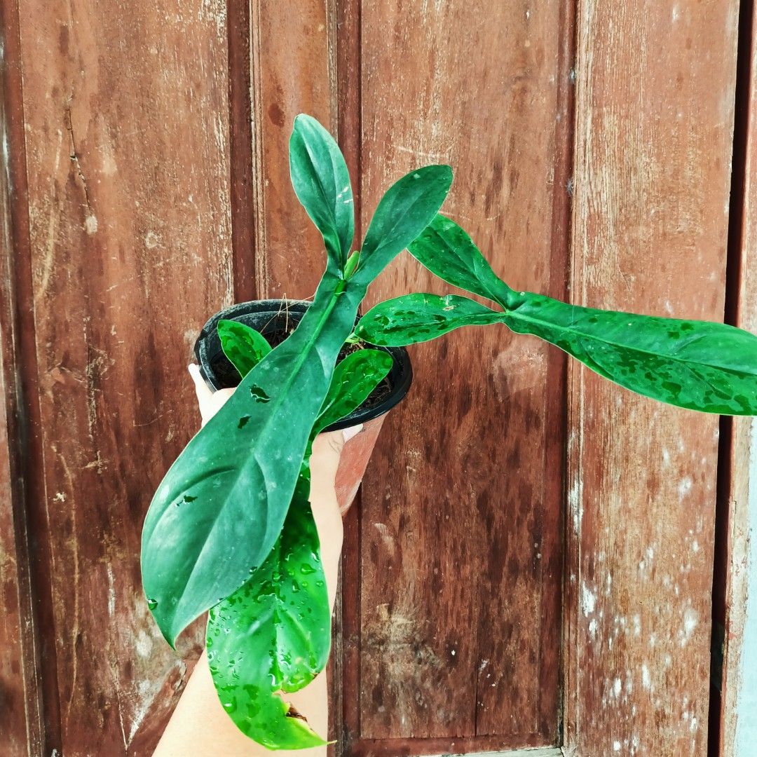 Philodendron 69686 (Wettebury) (Category: Plants & Seeds) located in Makati City. Submitted by crstnemrise (Listing ID 1466931186, Image 2). Description: .