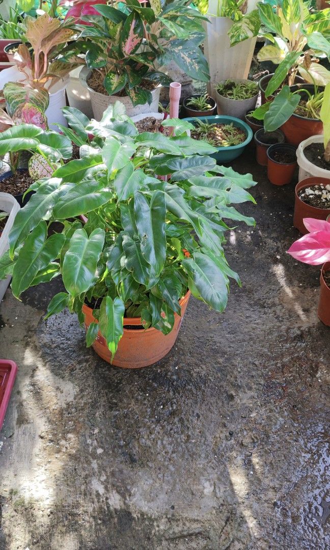 Philodendron burlemarx (Category: Plants & Seeds) located in Quezon City. Submitted by plantcorner (Listing ID 1466874368, Image 2). Description: Lush 300.