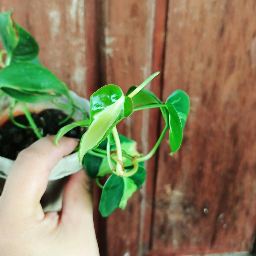 Philodendron Creamsplash (Category: Plants & Seeds) located in Makati City. Submitted by crstnemrise (Listing ID 1466935407, Image 3). Description: .