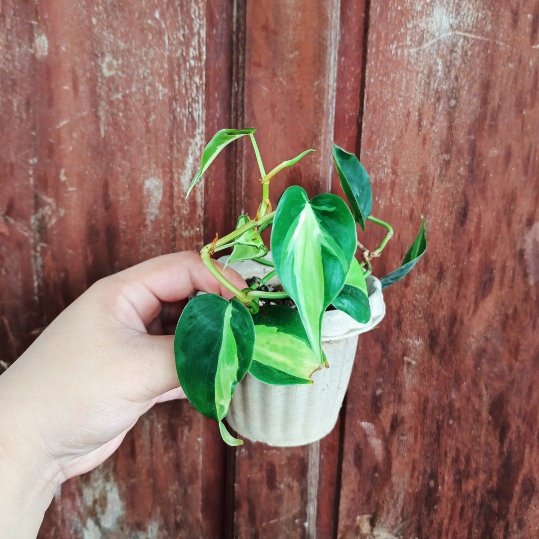 Philodendron Creamsplash (Category: Plants & Seeds) located in Makati City. Submitted by crstnemrise (Listing ID 1466935407, Image 2). Description: .