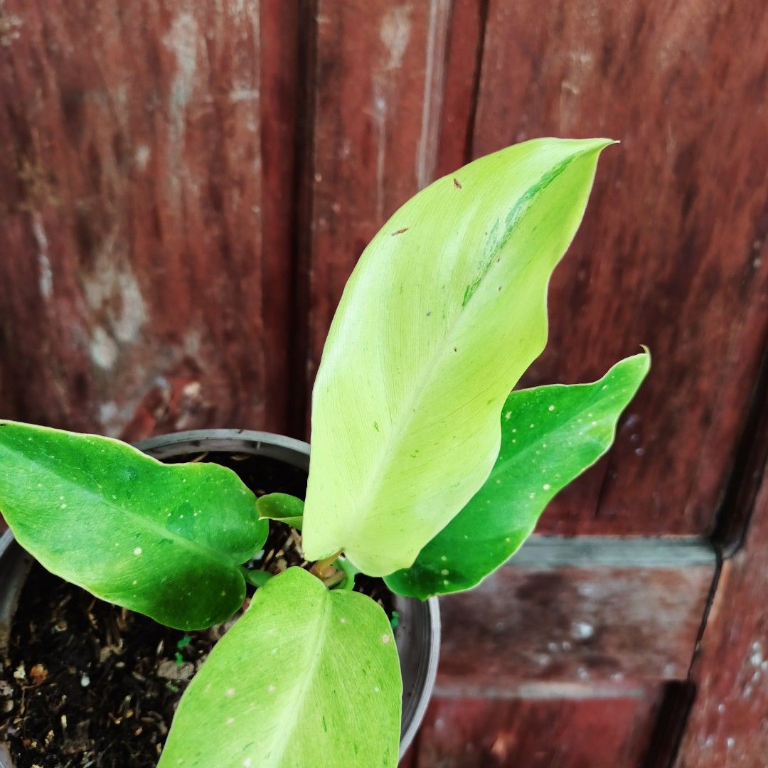 Philodendron Eggyolk (Category: Plants & Seeds) located in Makati City. Submitted by crstnemrise (Listing ID 1466934170, Image 3). Description: .