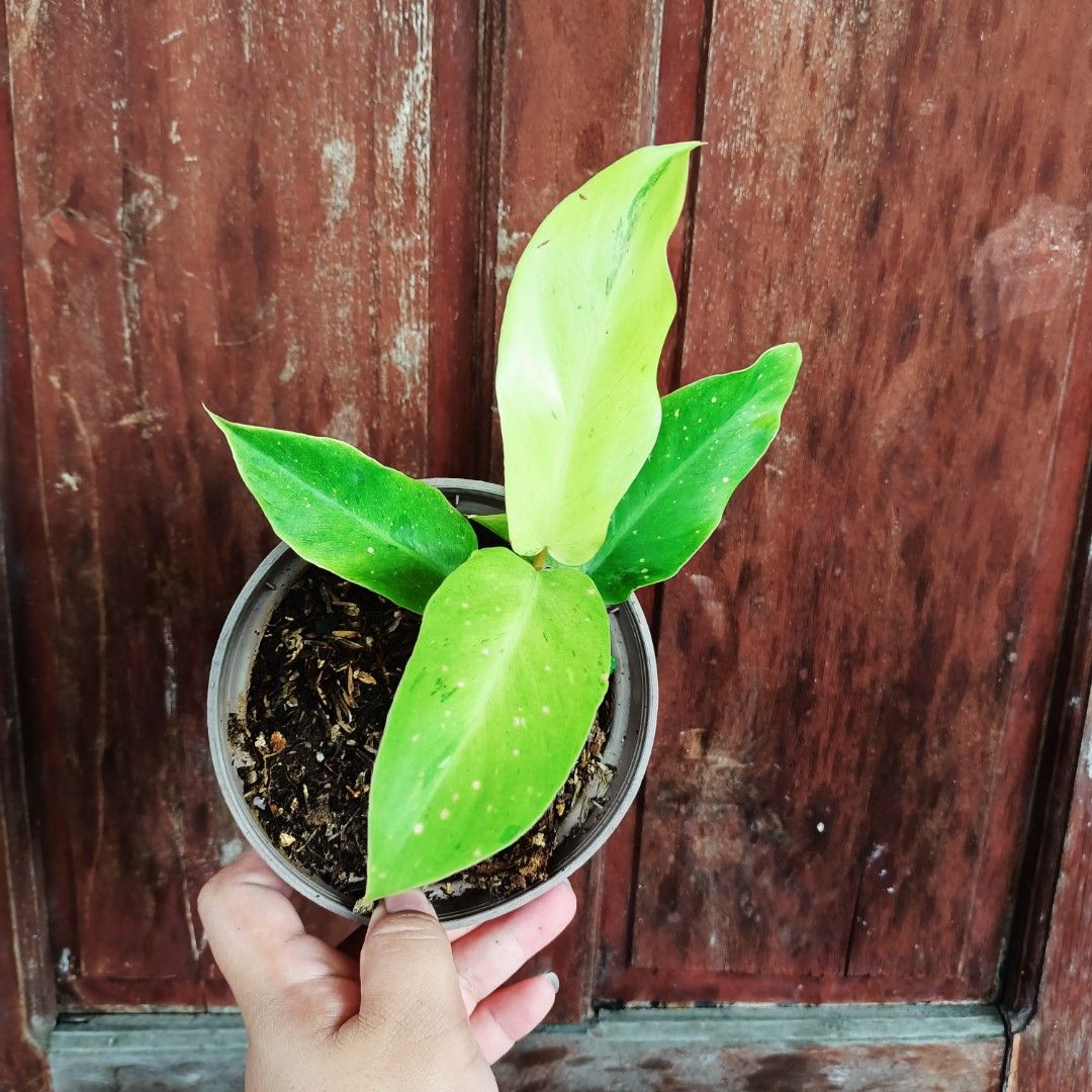 Philodendron Eggyolk (Category: Plants & Seeds) located in Makati City. Submitted by crstnemrise (Listing ID 1466934170, Image 2). Description: .