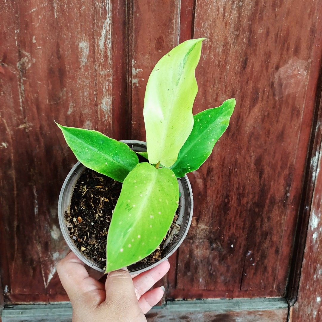 Philodendron Eggyolk (Category: Plants & Seeds) located in Makati City. Submitted by crstnemrise (Listing ID 1466934170, Image 1). Description: .