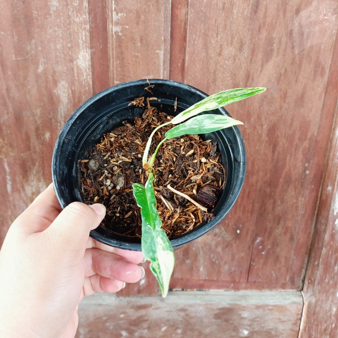 Philodendron FB×Tortum (Category: Plants & Seeds) located in Makati City. Submitted by crstnemrise (Listing ID 1466931603, Image 2). Description: .