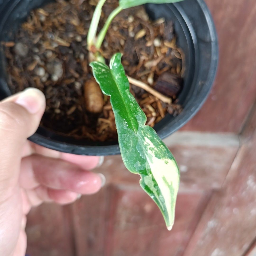 Philodendron FB×Tortum (Category: Plants & Seeds) located in Makati City. Submitted by crstnemrise (Listing ID 1466931603, Image 3). Description: .