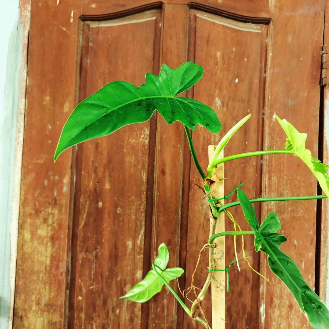 Philodendron Green Dragon Narrowform (Category: Plants & Seeds) located in Makati City. Submitted by crstnemrise (Listing ID 1466932999, Image 2). Description: .