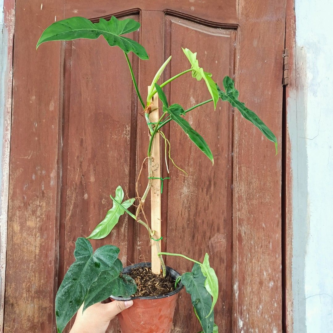 Philodendron Green Dragon Narrowform (Category: Plants & Seeds) located in Makati City. Submitted by crstnemrise (Listing ID 1466932999, Image 1). Description: .