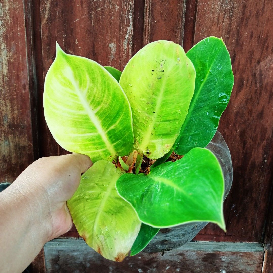Philodendron Hope (Category: Plants & Seeds) located in Makati City. Submitted by crstnemrise (Listing ID 1466930735, Image 2). Description: .