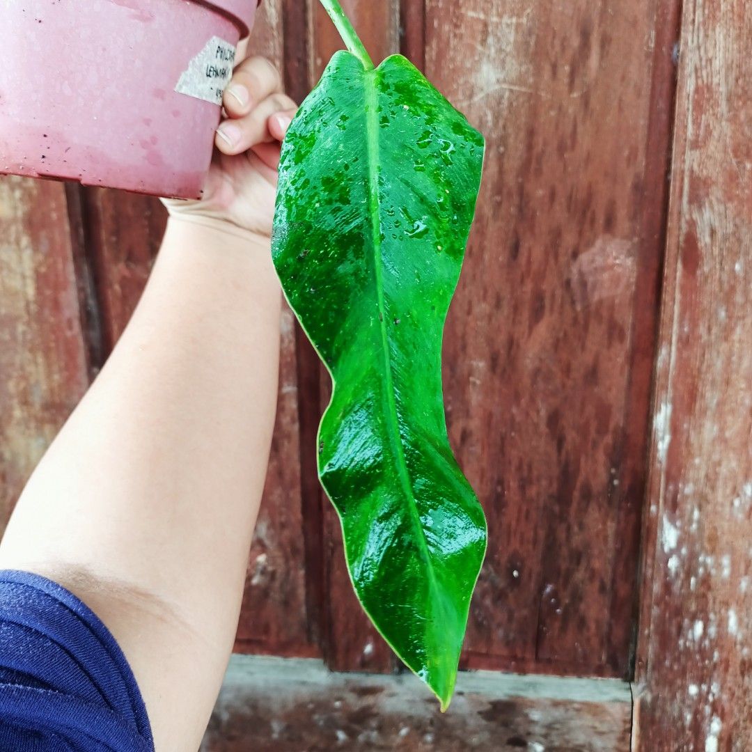 Philodendron Lehmanii (Category: Plants & Seeds) located in Makati City. Submitted by crstnemrise (Listing ID 1466932778, Image 3). Description: .