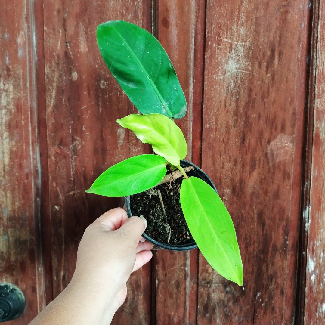 Philodendron Lemon Lime (Category: Plants & Seeds) located in Makati City. Submitted by crstnemrise (Listing ID 1466935569, Image 2). Description: .