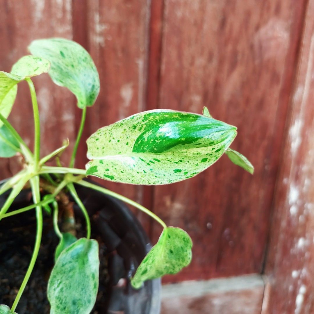 Philodendron Paraiso Verde Aurea (Category: Plants & Seeds) located in Makati City. Submitted by crstnemrise (Listing ID 1466933303, Image 1). Description: .
