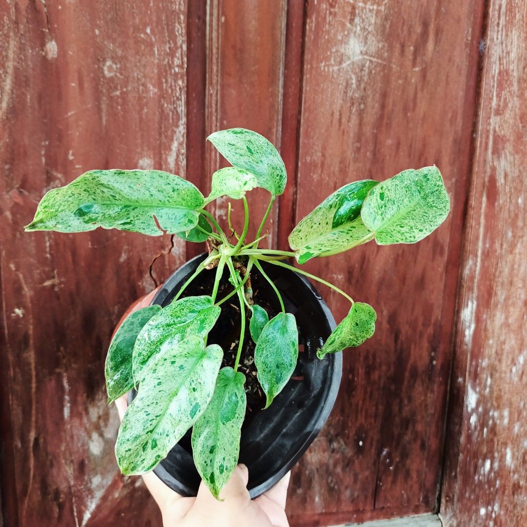 Philodendron Paraiso Verde Aurea (Category: Plants & Seeds) located in Makati City. Submitted by crstnemrise (Listing ID 1466933303, Image 2). Description: .