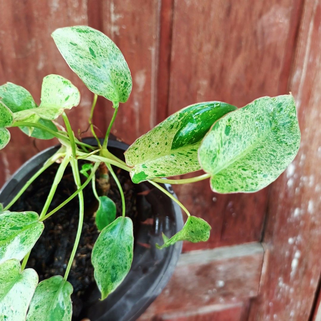 Philodendron Paraiso Verde Aurea (Category: Plants & Seeds) located in Makati City. Submitted by crstnemrise (Listing ID 1466933303, Image 3). Description: .
