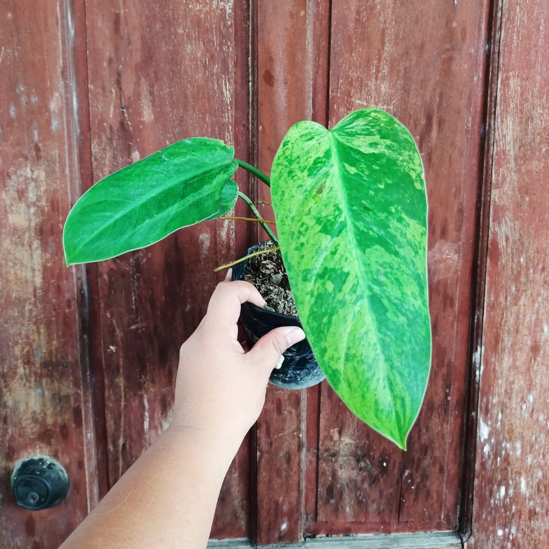 Philodendron Whippleway Mint (Category: Plants & Seeds) located in Makati City. Submitted by crstnemrise (Listing ID 1466934770, Image 1). Description: .