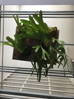 (Category: ) located in . Submitted by planthub (Listing ID 1466850166, Image 1). Description: .