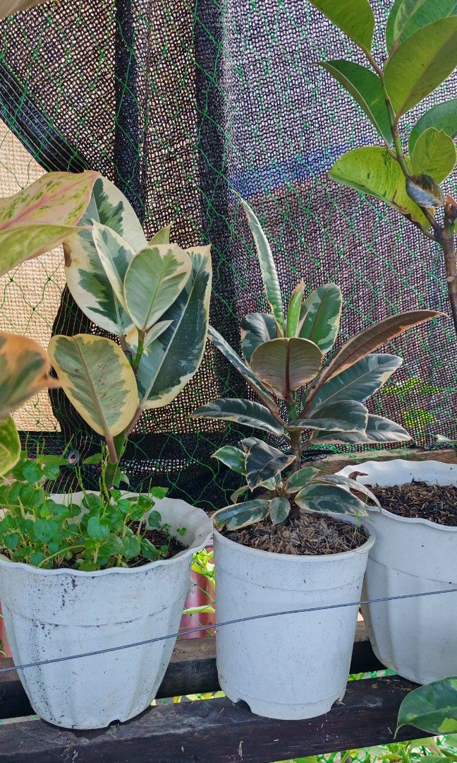 Rubber tree (Category: Plants & Seeds) located in Quezon City. Submitted by plantcorner (Listing ID 1466875553, Image 2). Description: 450 to. 550.