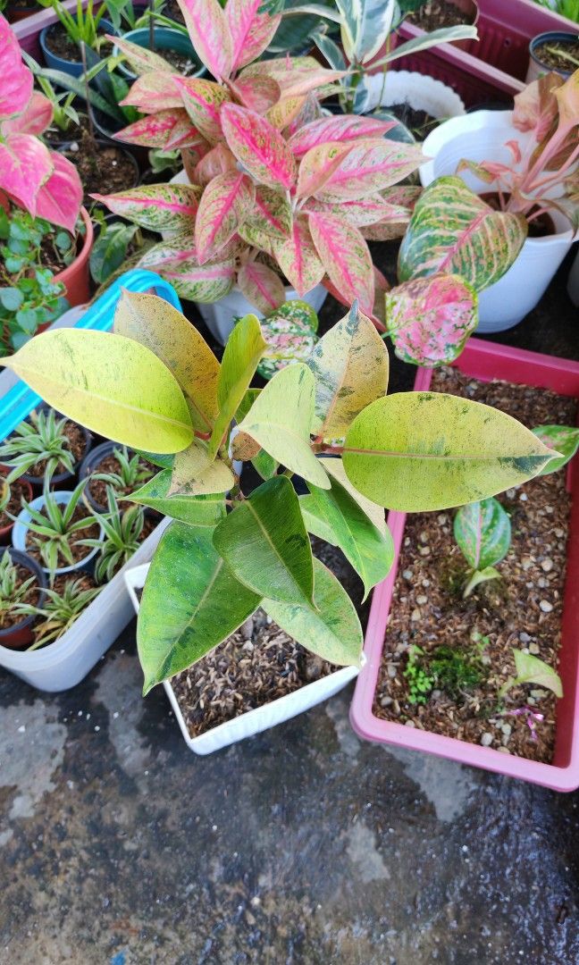 Shiveriana moonshine rubber tree (Category: Plants & Seeds) located in Quezon City. Submitted by plantcorner (Listing ID 1466875402, Image 1). Description: .