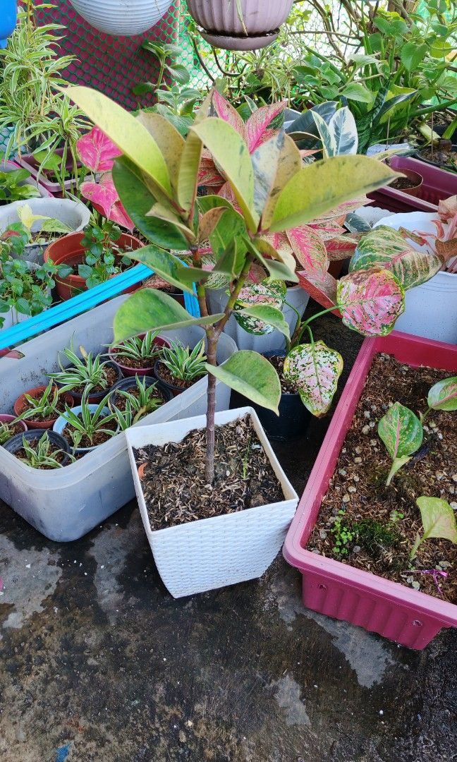 Shiveriana moonshine rubber tree (Category: Plants & Seeds) located in Quezon City. Submitted by plantcorner (Listing ID 1466875402, Image 2). Description: .