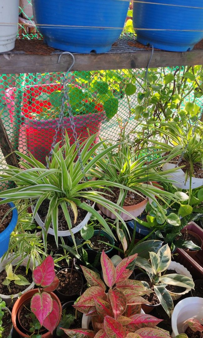 Spider plant (Category: Plants & Seeds) located in Quezon City. Submitted by plantcorner (Listing ID 1466874034, Image 1). Description: 180 per ppt.