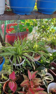 (Category: ) located in . Submitted by plantcorner (Listing ID 1466874034, Image 1). Description: .