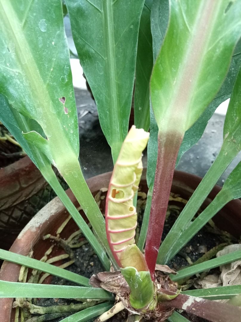STABLE FENESTRATED MUTANT BIRD'S NEST ANTHURIUM (Category: Plants & Seeds) located in Caloocan City. Submitted by opel12 (Listing ID 1463022976, Image 2). Description: This is a highly sought after, genetically stable fenestrated mutant sport of the classic Bird's Nest Anthurium. Key Features: > 100% stable genetic mutation: watch the new leaves emerge from the crown - the holes are already perfectly formed inside > A new leaf has sprouted on Sep