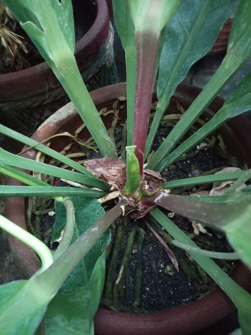 STABLE FENESTRATED MUTANT BIRD'S NEST ANTHURIUM (Category: Plants & Seeds) located in Caloocan City. Submitted by opel12 (Listing ID 1463022976, Image 3). Description: This is a highly sought after, genetically stable fenestrated mutant sport of the classic Bird's Nest Anthurium. Key Features: > 100% stable genetic mutation: watch the new leaves emerge from the crown - the holes are already perfectly formed inside > A new leaf has sprouted on Sep