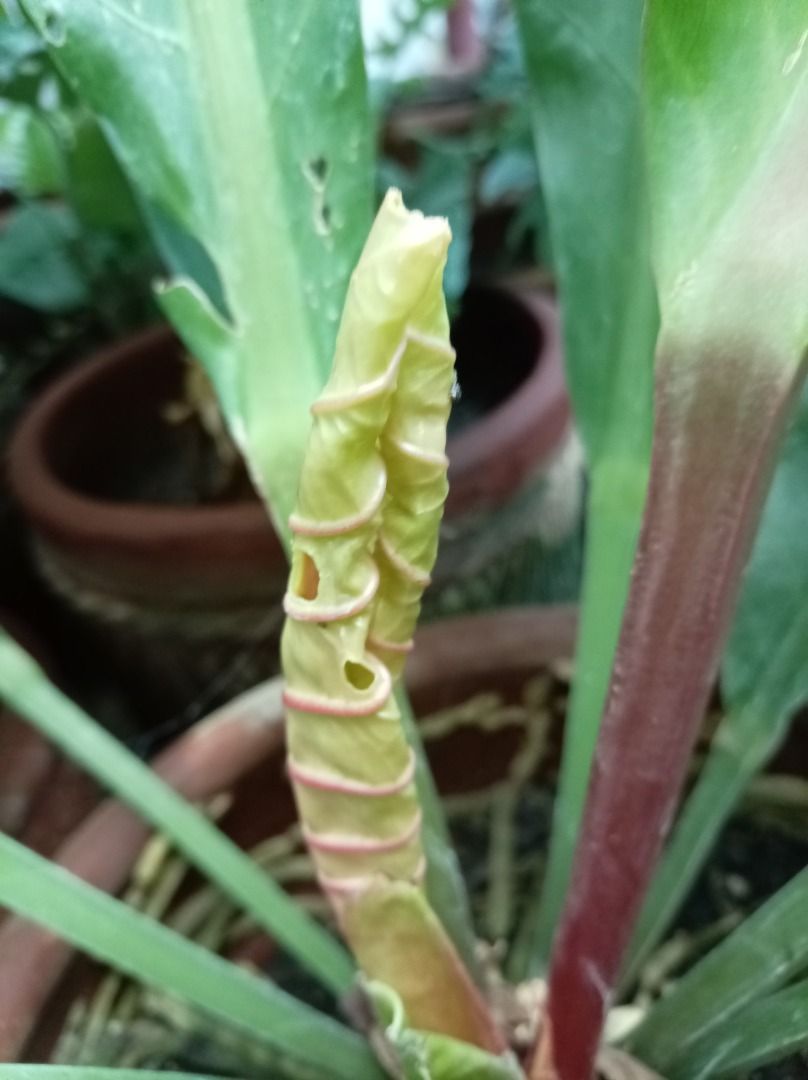 STABLE FENESTRATED MUTANT BIRD'S NEST ANTHURIUM (Category: Plants & Seeds) located in Caloocan City. Submitted by opel12 (Listing ID 1463022976, Image 1). Description: This is a highly sought after, genetically stable fenestrated mutant sport of the classic Bird's Nest Anthurium. Key Features: > 100% stable genetic mutation: watch the new leaves emerge from the crown - the holes are already perfectly formed inside > A new leaf has sprouted on Sep