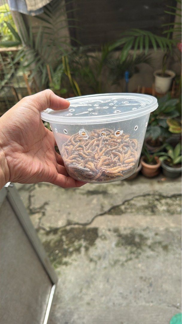 Superworm (Category: Pet Food) located in Taguig. Submitted by arvinjayden (Listing ID 1466830091, Image 2). Description: P50-75pcs P100-150pcs P200-300pcs.