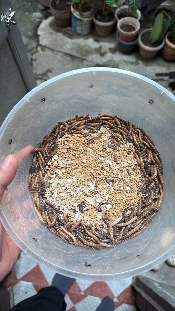 Superworm (Category: Pet Food) located in Taguig. Submitted by arvinjayden (Listing ID 1466830091, Image 1). Description: P50-75pcs P100-150pcs P200-300pcs.