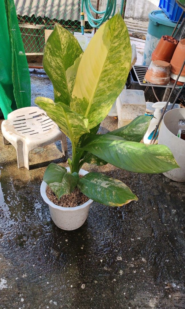 Variegated elephant ear (Category: Plants & Seeds) located in Quezon City. Submitted by plantcorner (Listing ID 1466874748, Image 3). Description: .