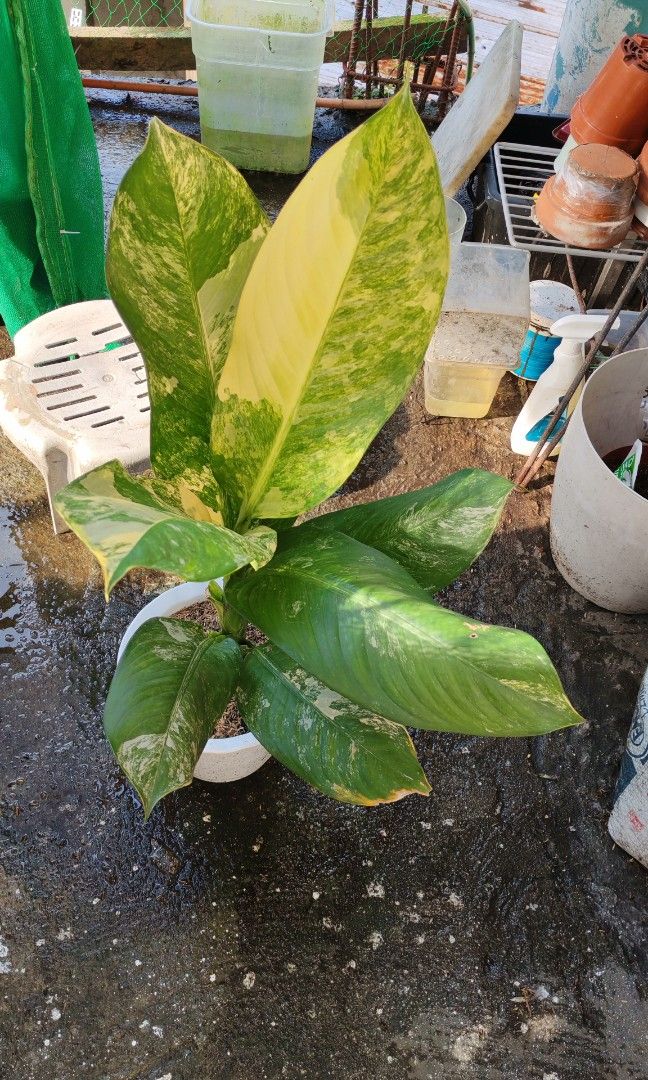 Variegated elephant ear (Category: Plants & Seeds) located in Quezon City. Submitted by plantcorner (Listing ID 1466874748, Image 2). Description: .