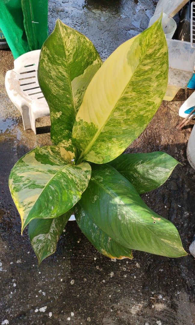 Variegated elephant ear (Category: Plants & Seeds) located in Quezon City. Submitted by plantcorner (Listing ID 1466874748, Image 1). Description: .