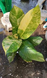 (Category: ) located in . Submitted by plantcorner (Listing ID 1466874748, Image 1). Description: .