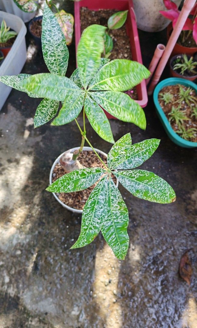 Variegated money tree marble (Category: Plants & Seeds) located in Quezon City. Submitted by plantcorner (Listing ID 1466875289, Image 1). Description: .