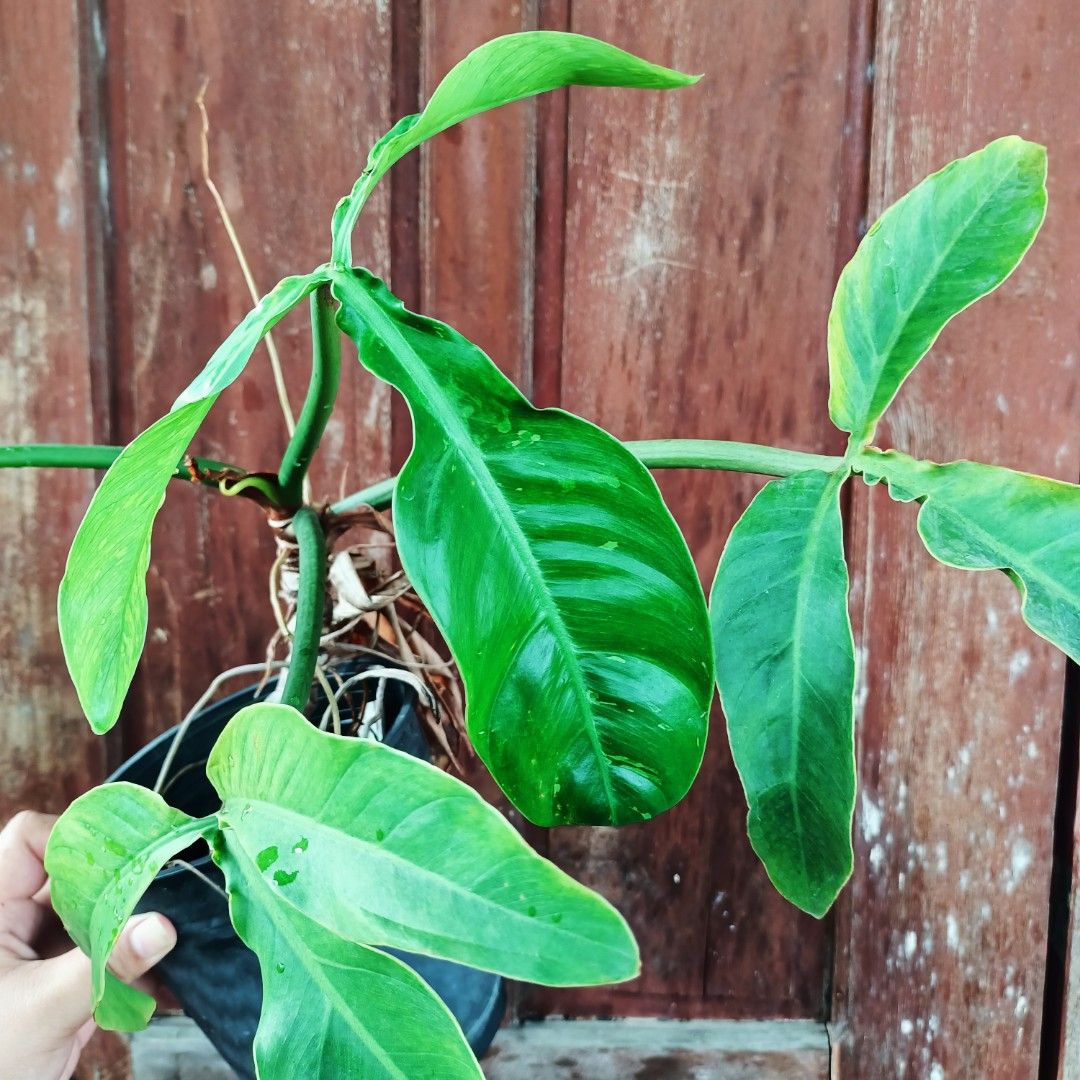 Variegated Philodendron Sanctamartinense (Category: Plants & Seeds) located in Makati City. Submitted by crstnemrise (Listing ID 1466930985, Image 3). Description: .