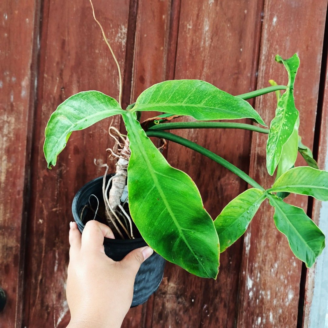 Variegated Philodendron Sanctamartinense (Category: Plants & Seeds) located in Makati City. Submitted by crstnemrise (Listing ID 1466930985, Image 1). Description: .