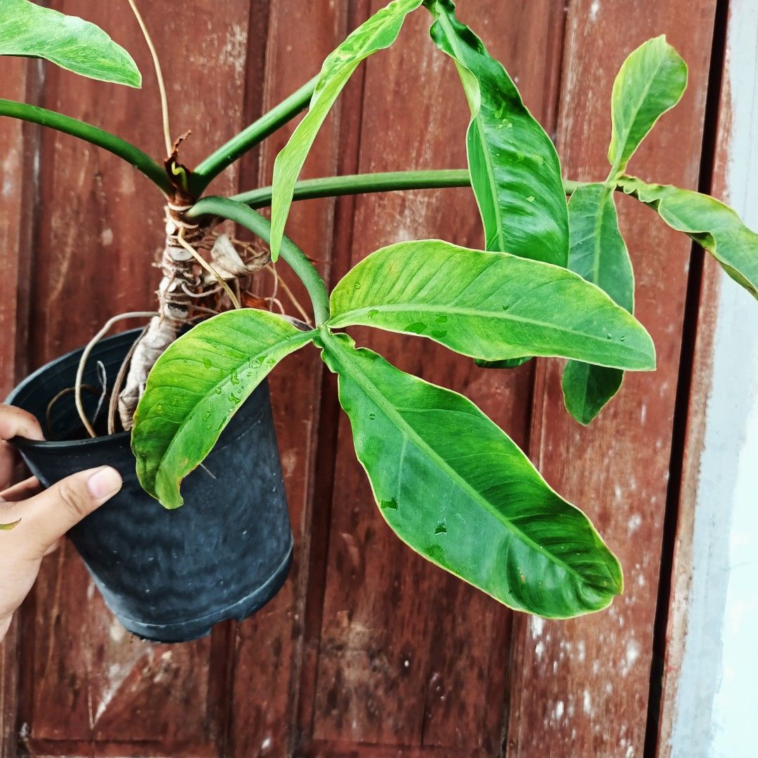 Variegated Philodendron Sanctamartinense (Category: Plants & Seeds) located in Makati City. Submitted by crstnemrise (Listing ID 1466930985, Image 2). Description: .