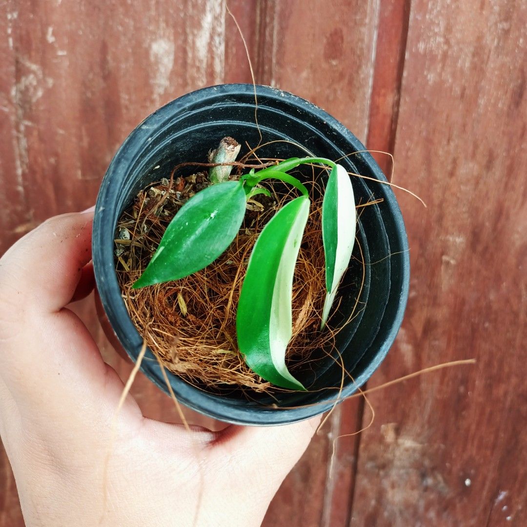 Variegated Philodendron Temptation Albo (Category: Plants & Seeds) located in Makati City. Submitted by crstnemrise (Listing ID 1466934039, Image 3). Description: .
