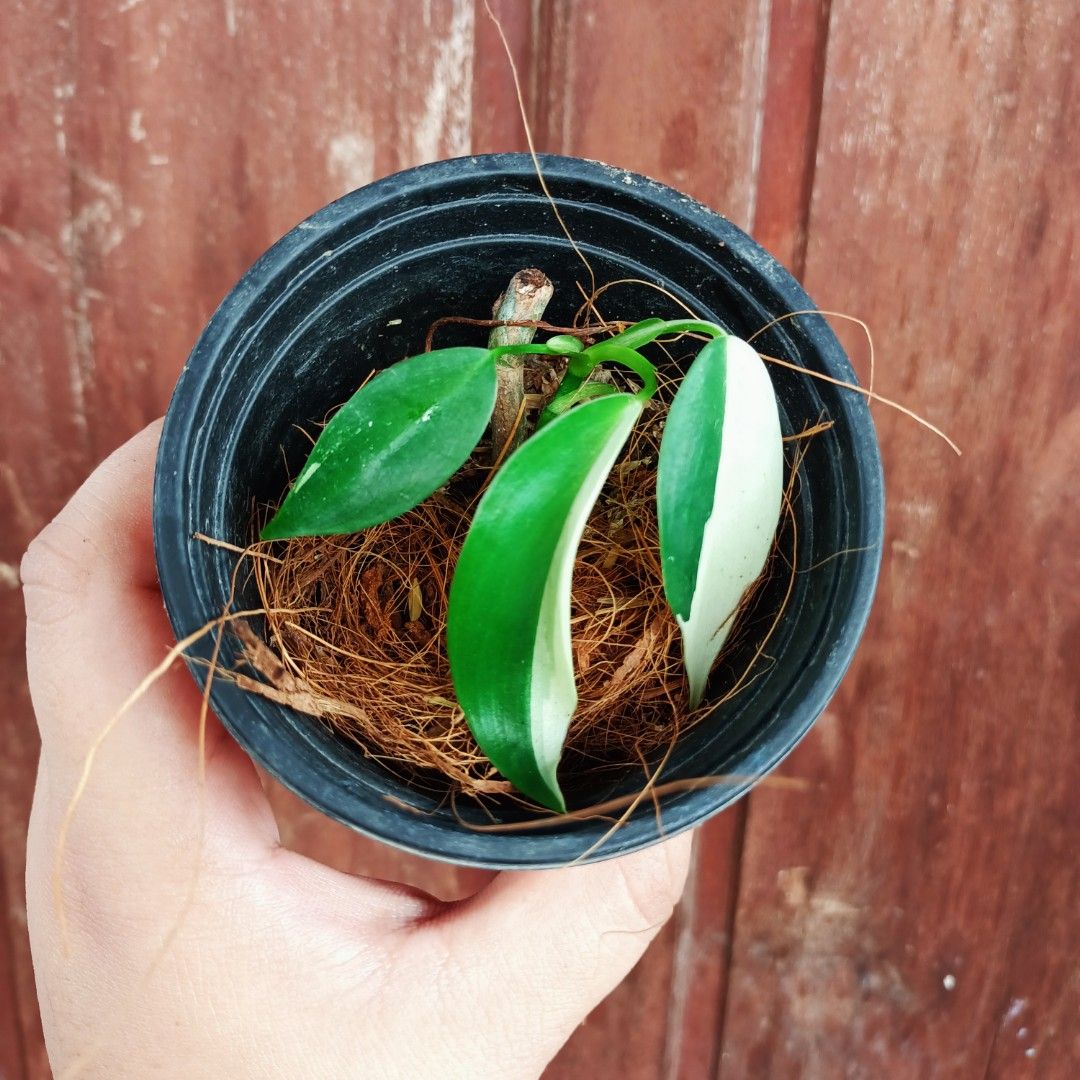 Variegated Philodendron Temptation Albo (Category: Plants & Seeds) located in Makati City. Submitted by crstnemrise (Listing ID 1466934039, Image 2). Description: .