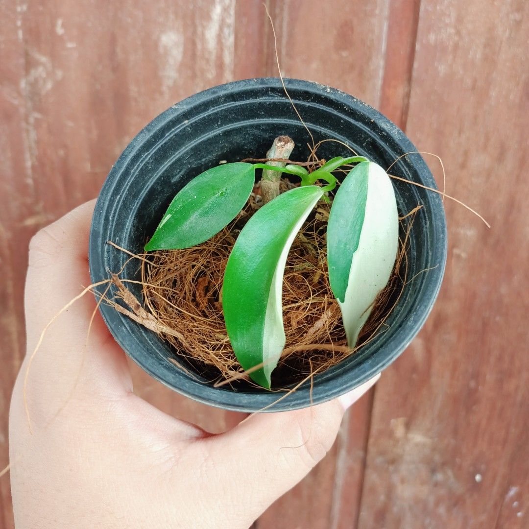 Variegated Philodendron Temptation Albo (Category: Plants & Seeds) located in Makati City. Submitted by crstnemrise (Listing ID 1466934039, Image 1). Description: .